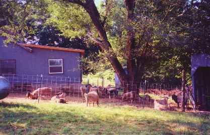 boys yard