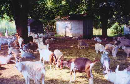 girls yard