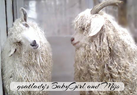goatlady's BabyGirl and her son Mijo