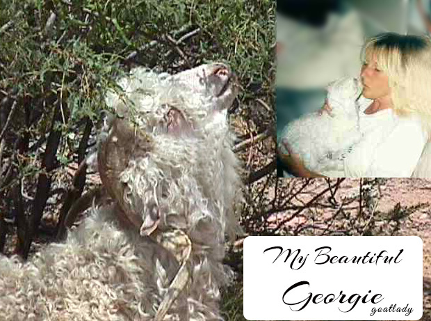 goatlady's Beautiful Georgie 